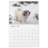 Calendrier de chiot de Grands Pyrénées (Feb 2026)