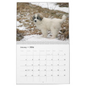 Calendrier de chiot de Grands Pyrénées (Jan 2026)