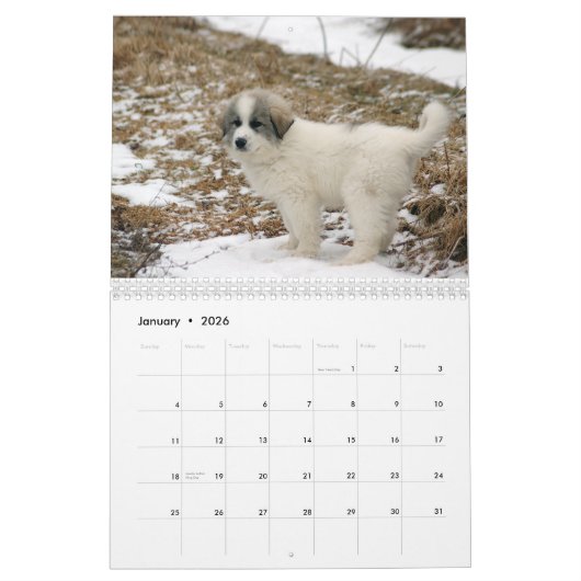 Calendrier de chiot de Grands Pyrénées (Jan 2026)