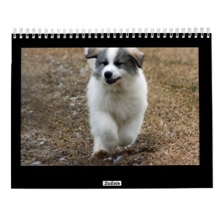 Calendrier de chiot de Grands Pyrénées