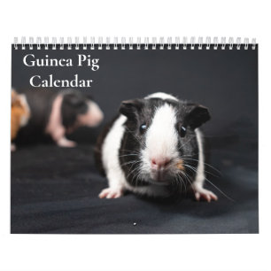 Calendrier de cochons d'Inde 2026