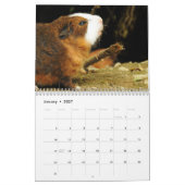 Calendrier de cochons d'Inde 2027 (Jan 2027)