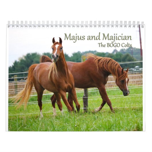 Calendrier de colts de BOGO PICS de 3 ans (Protection)
