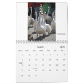Calendrier de cygnes de Stratford (Mar 2026)