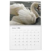 Calendrier de cygnes et de jeunes cygnes (Jan 2026)