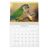 Calendrier de Everybirdie 2024 (Jan 2027)