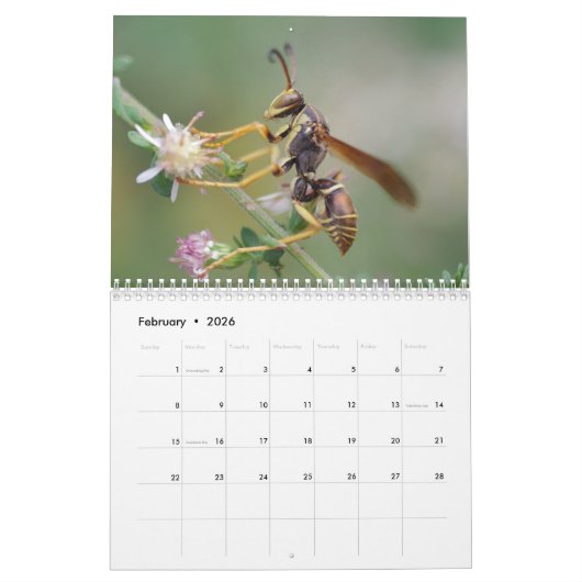 Calendrier de fascination d'insecte (Feb 2026)