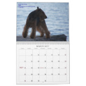 Calendrier de gallois Terrier 2013 par Darwyn (Mar 2027)