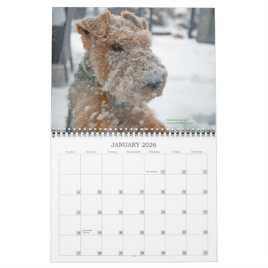 Calendrier de gallois Terrier 2015 par Darwyn (Jan 2026)