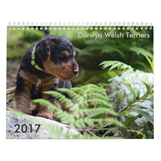 Calendrier de gallois Terrier 2017 par Darwyn (Protection)