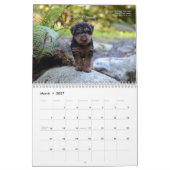 Calendrier de gallois Terrier 2017 par Darwyn (Mar 2027)