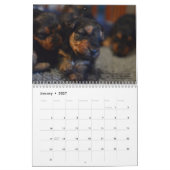 Calendrier de gallois Terrier 2017 par Darwyn (Jan 2027)