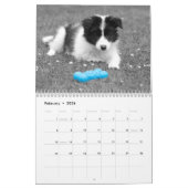 Calendrier de jolis Border Collie (Feb 2026)