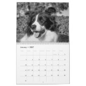 Calendrier de jolis Border Collie (Jan 2027)