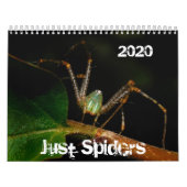 Calendrier de Just Spiders, 2020 (Protection)