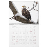 Calendrier de la famille de l'aigle à tête blanche (Jan 2027)