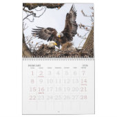Calendrier de la famille de l'aigle à tête blanche (Feb 2026)