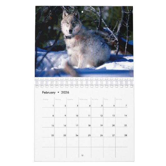 Calendrier de la faune (Feb 2026)