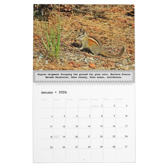 Calendrier de la faune, animaux sauvages, Chipmunk (Jan 2026)