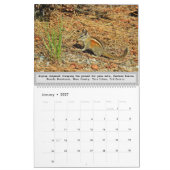 Calendrier de la faune, animaux sauvages, Chipmunk (Jan 2027)
