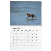 Calendrier de la faune, Renards roux (Feb 2027)