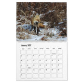 Calendrier de la faune, Renards roux (Jan 2027)