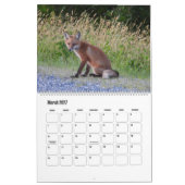 Calendrier de la faune, Renards roux (Mar 2027)