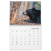 Calendrier de la paroi de l'ours noir (Jan 2026)