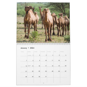 Calendrier de la paroi du chameau