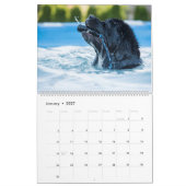 Calendrier de la piscine des Terre-Neuve Notta Bea (Jan 2027)