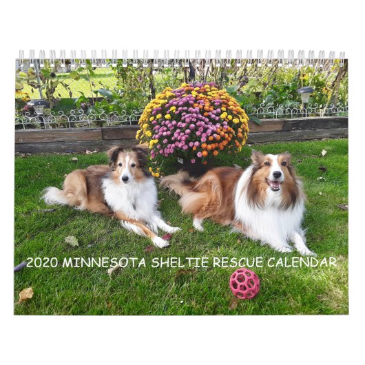 CALENDRIER DE LA SECOURT MINNESOTA SHELTIE 2020 (Protection)