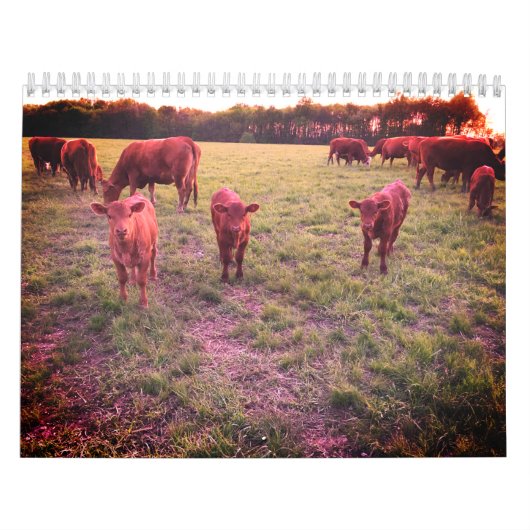 Calendrier de la vache (Protection)