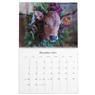 Calendrier de la vache et du veau du lait biologiq