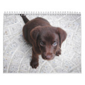 Calendrier de Labrador (Protection)