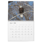 Calendrier de l'aigle à tête blanche (Mar 2026)