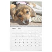Calendrier de l'amour Beagle (Jan 2026)