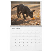Calendrier de l'amour Labrador (Mar 2027)