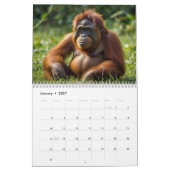 Calendrier de l'Orangoutan forestier (Jan 2027)