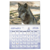Calendrier de loup gris de loups (Jan 2026)