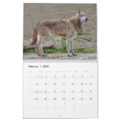 Calendrier de loups gris, loups gris (Feb 2026)