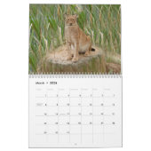 Calendrier de Lynx de Sibérien, Sibérien Lynx (Mar 2026)