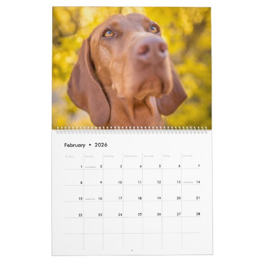 Calendrier de Magyar Vizsla (Feb 2026)