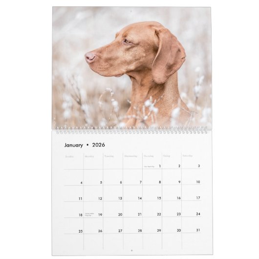 Calendrier de Magyar Vizsla (Jan 2026)