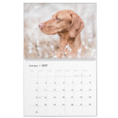 Calendrier de Magyar Vizsla (Jan 2027)