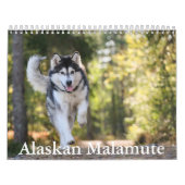 Calendrier de malamute en Alaska (Protection)