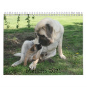 Calendrier de mastiff (Protection)