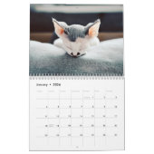 Calendrier de mur photo des chats Napping (Jan 2026)