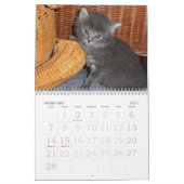 Calendrier de mur photo Kitten 2026 (Feb 2027)