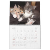 Calendrier de mur photo Kitten 2026 (Mar 2027)