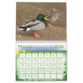 Calendrier de nature de canards de Mallard (Mar 2026)